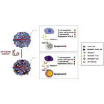 A DNA Aptamer targeting galectin-1 as a novel immunotherapeutic strategy for lung cancer