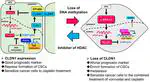 DNA methylation maintains the CLDN1-EPHB6-SLUG axis to enhance chemotherapeutic efficacy and inhibit lung cancer progression