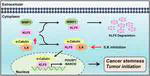 α-Catulin promotes cancer stemness by antagonizing WWP1-mediated KLF5 degradation in lung cancer