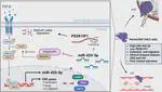 MiR-455-5p suppresses PDZK1IP1 to promote the motility of oral squamous cell carcinoma and accelerate clinical cancer invasion by regulating partial epithelial-to-mesenchymal transition