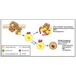 A novel DNA aptamer targeting lung cancer stem cells exerts a therapeutic effect by binding and neutralizing Annexin A2