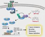Ubiquitin-specific peptidase 5 facilitates cancer stem cell-like properties in lung cancer by deubiquitinating β-catenin
