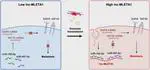 Exosomal long noncoding RNA MLETA1 promotes tumor progression and metastasis by regulating the miR-186-5p/EGFR and miR-497-5p/IGF1R axes in non-small cell lung cancer